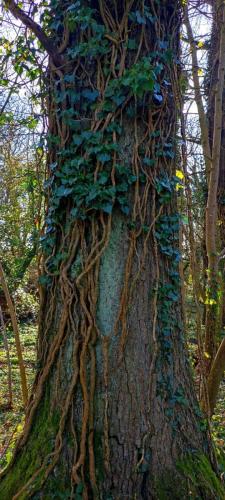Hallclose-Wood
